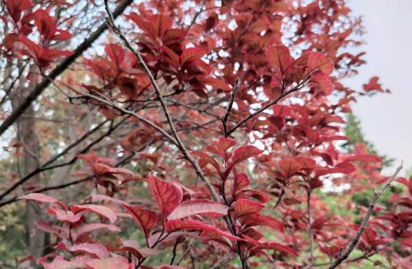 努比亞Play深度評測144Hz屏幕,足夠年輕享受樂趣